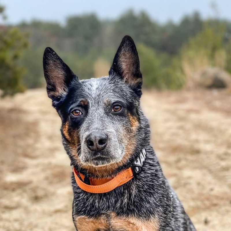 The Heeler Hide-and-Seek Champion