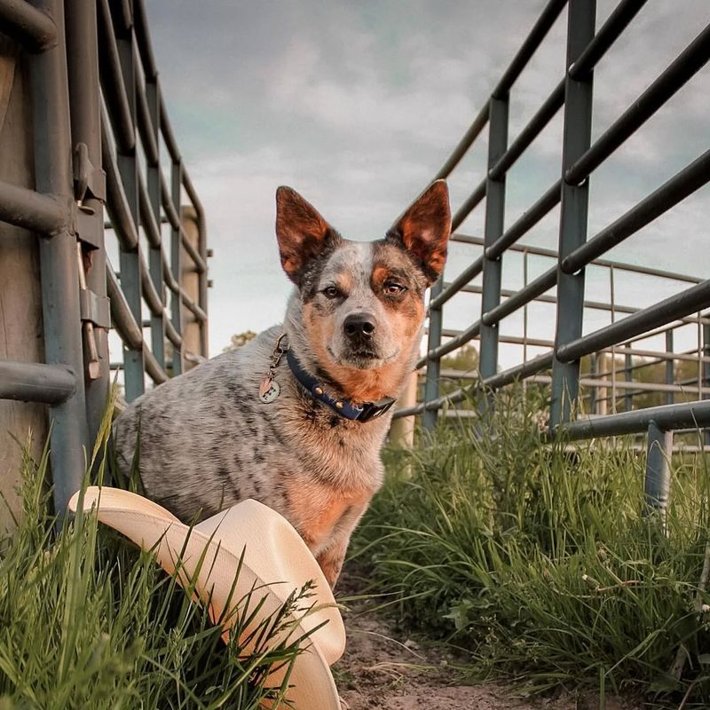 The Heeler's Herding Instinct