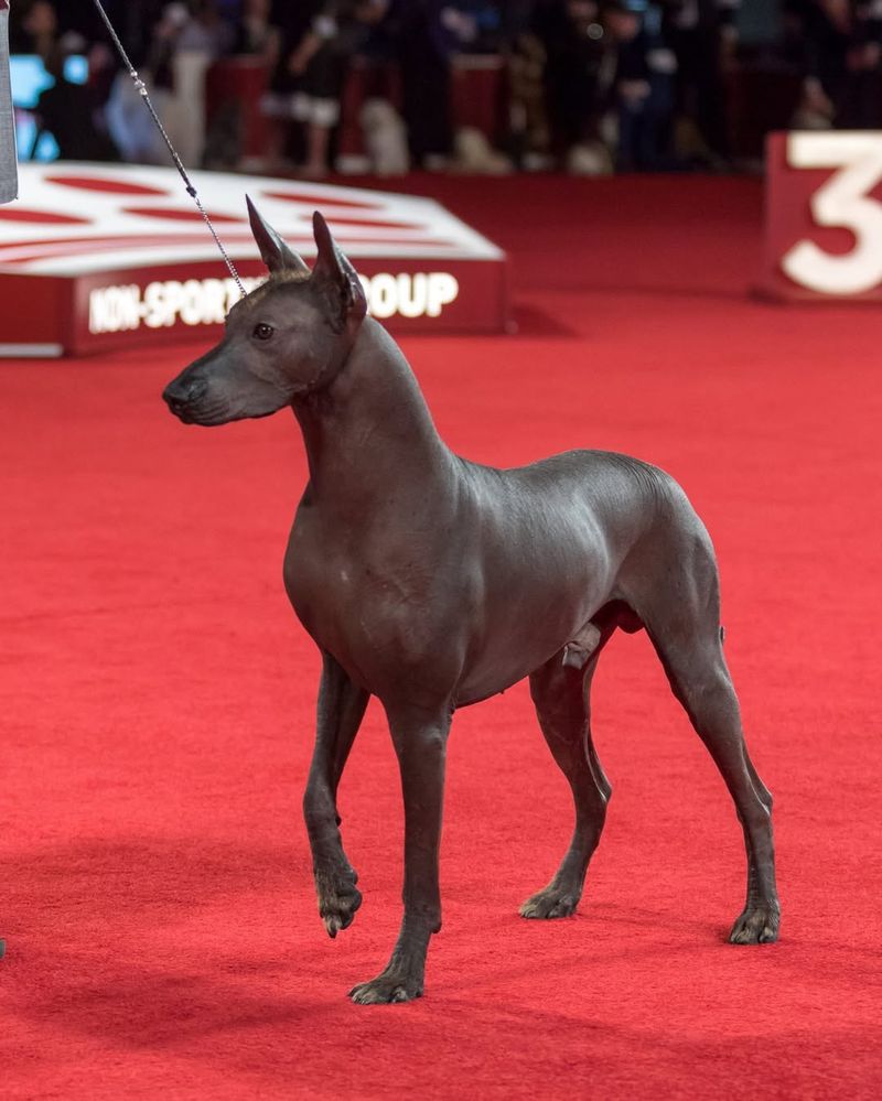 Xoloitzcuintli