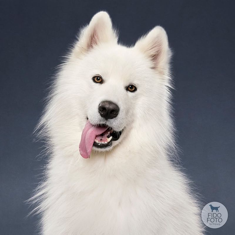 Samoyed