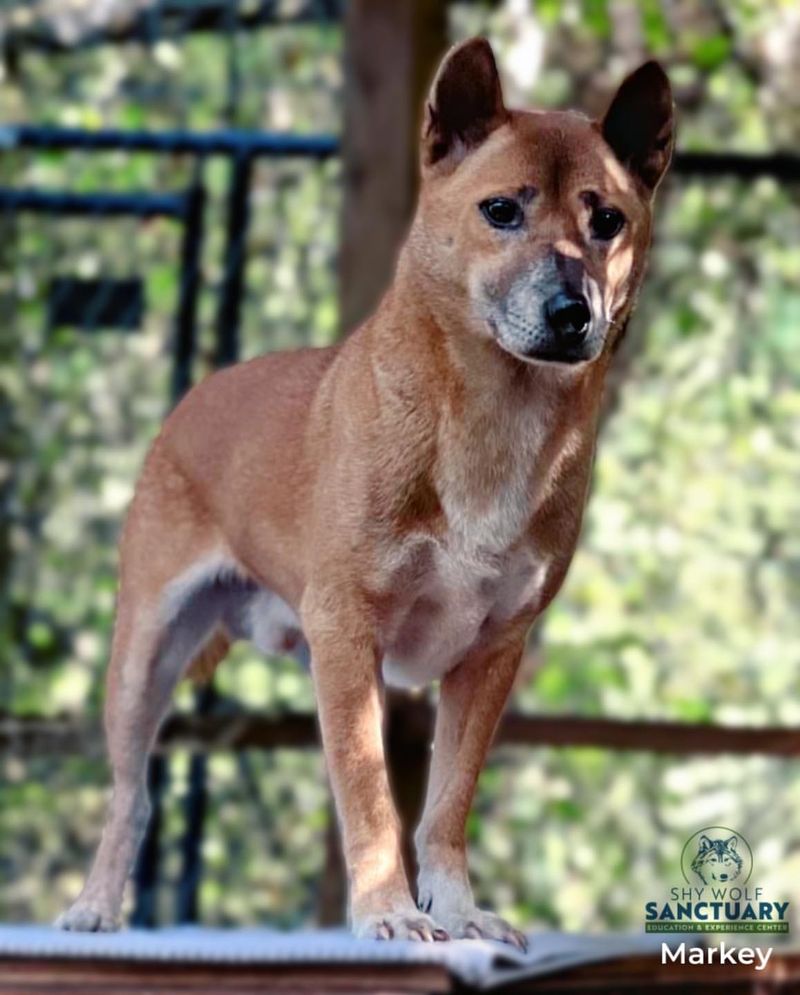 New Guinea Singing Dog