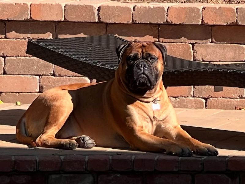 Bullmastiff