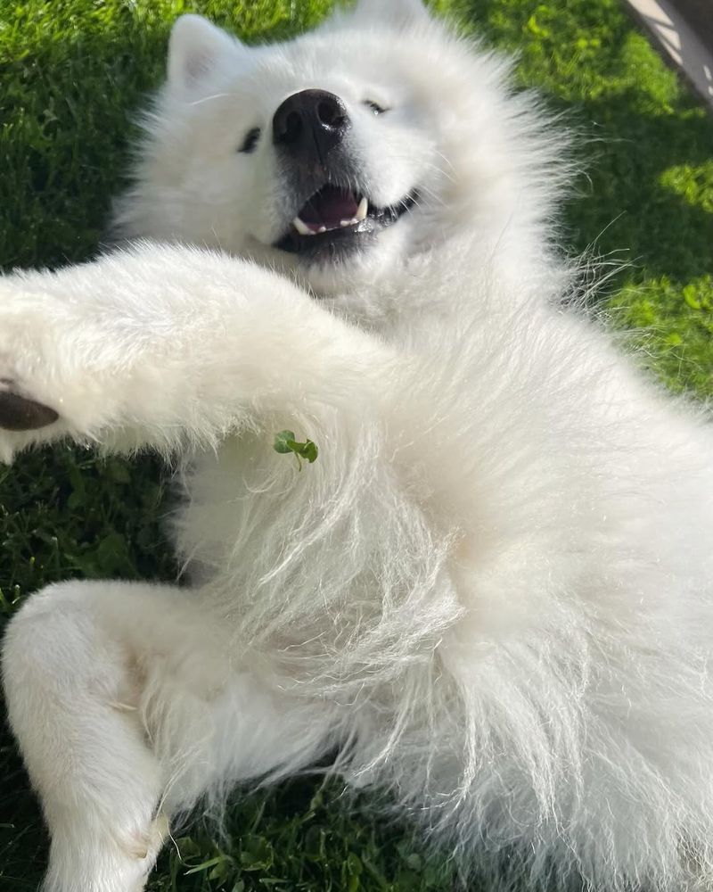 Samoyed