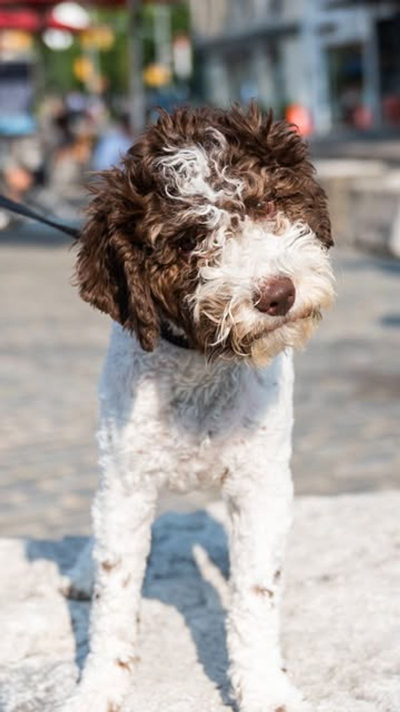 Lagotto Romagnolo