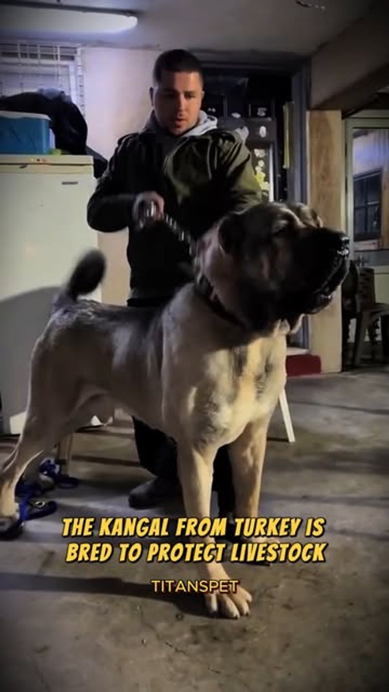 Kangal