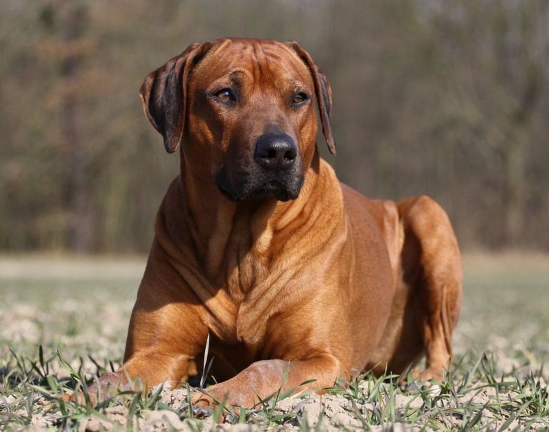 Rhodesian Ridgeback