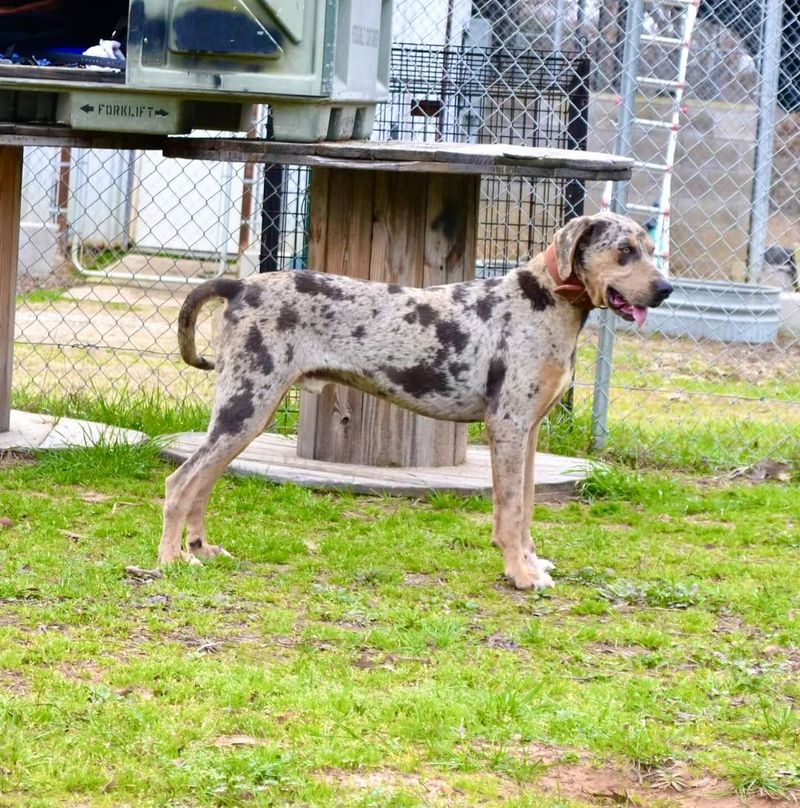 Catahoula Leopard Dog