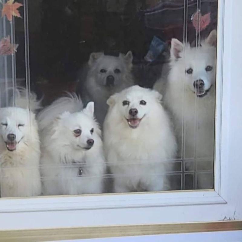 American Eskimo Dog
