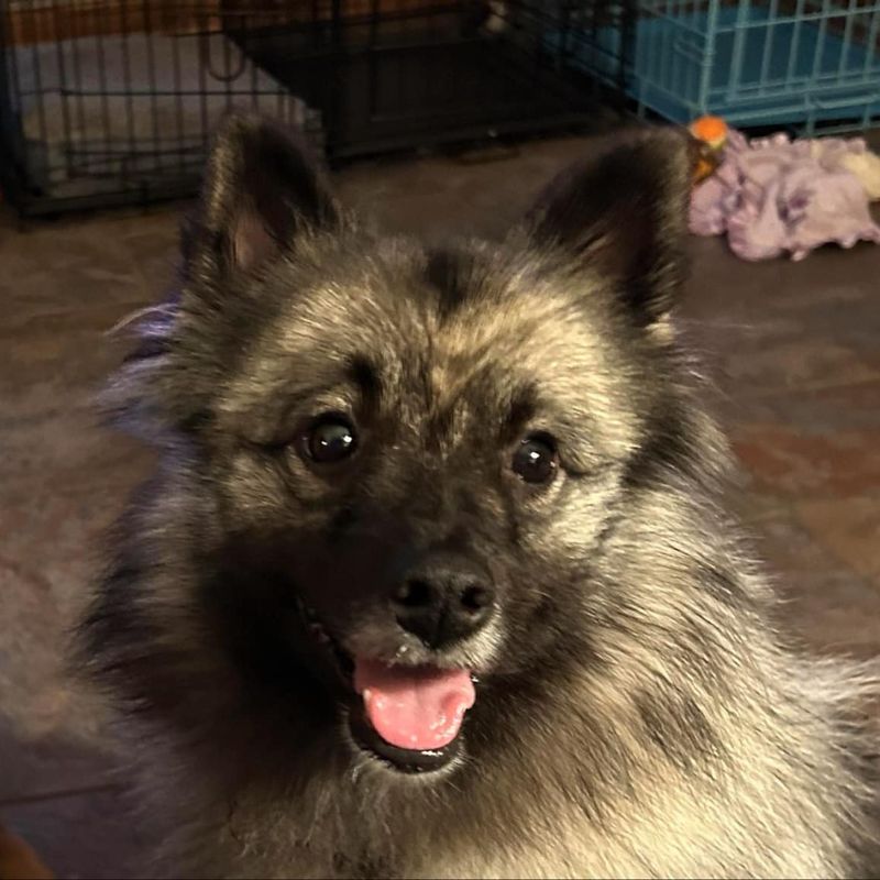Keeshond