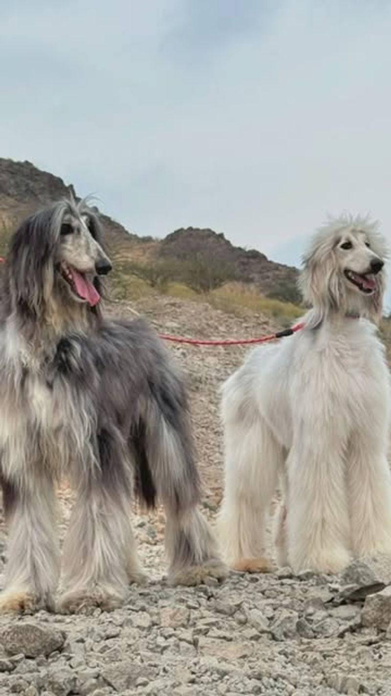 Afghan Hound