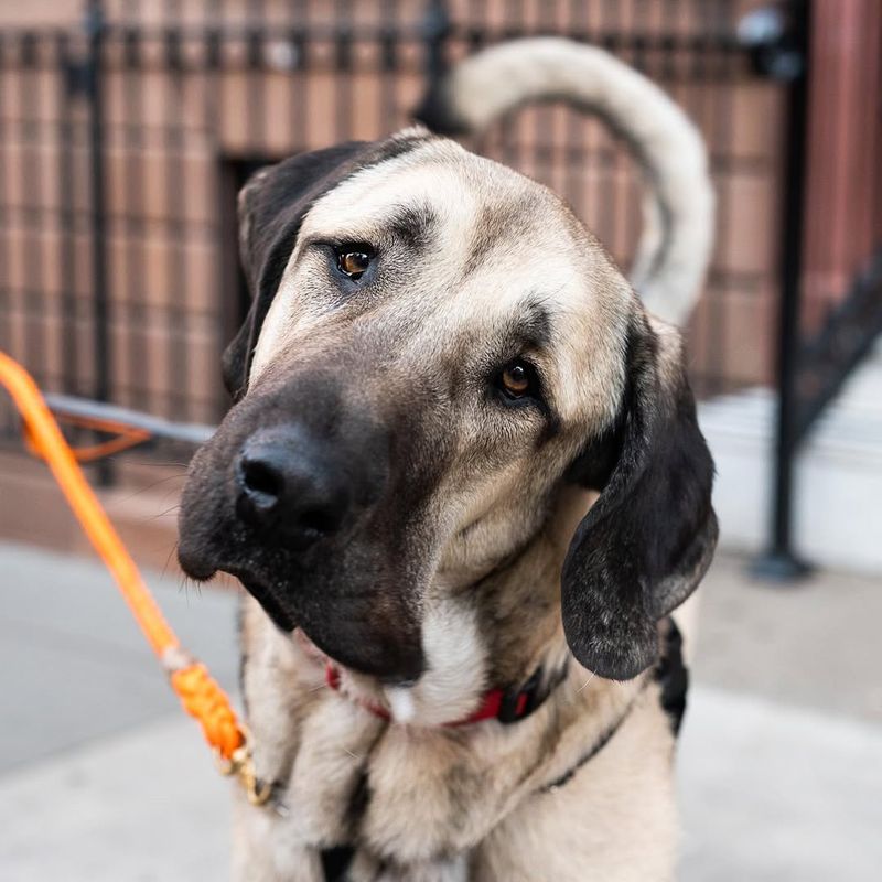 Anatolian Shepherd Dog