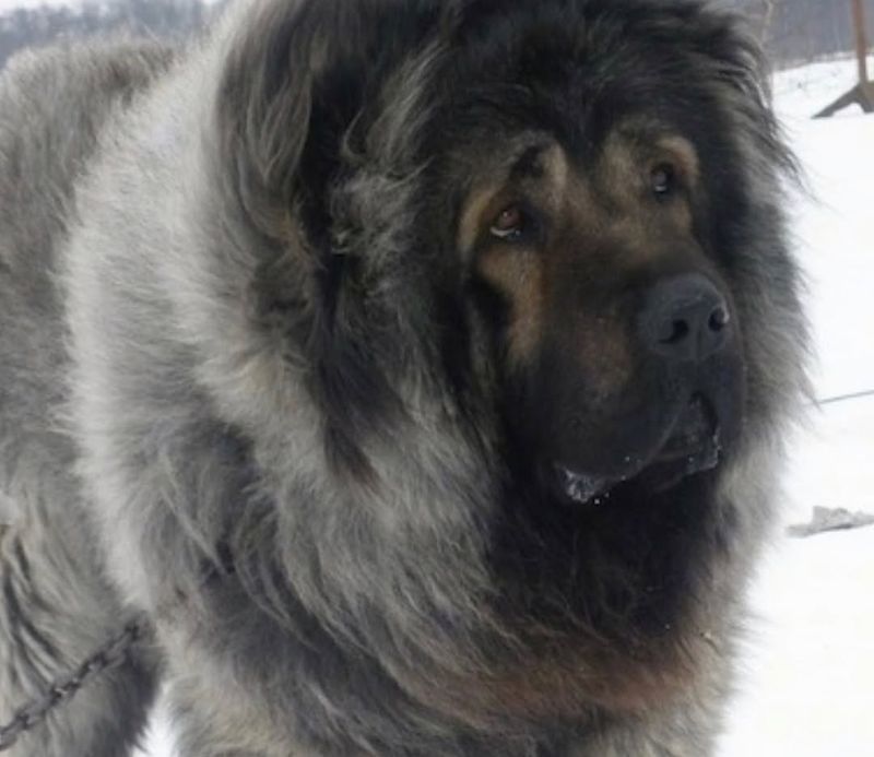 Caucasian Shepherd