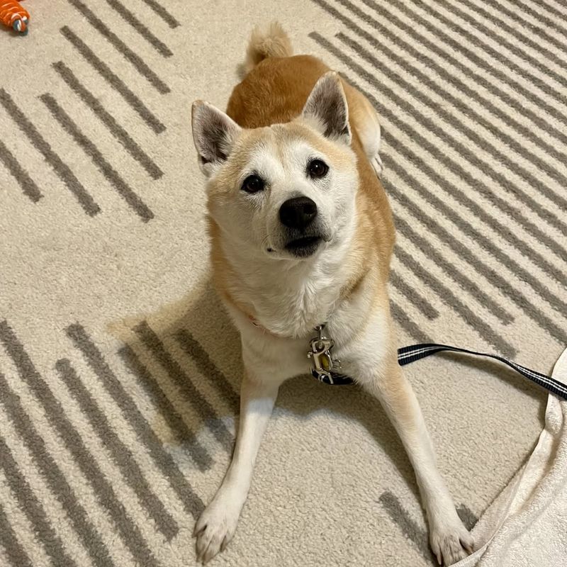 Shiba Inu