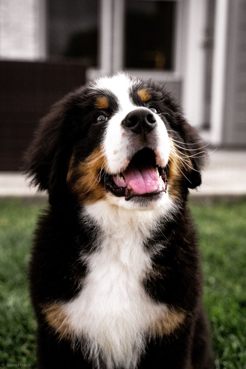 Bernese Mountain Dog