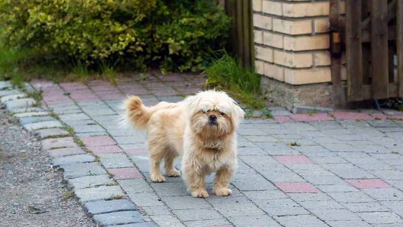 Dandie Dinmont Terrier