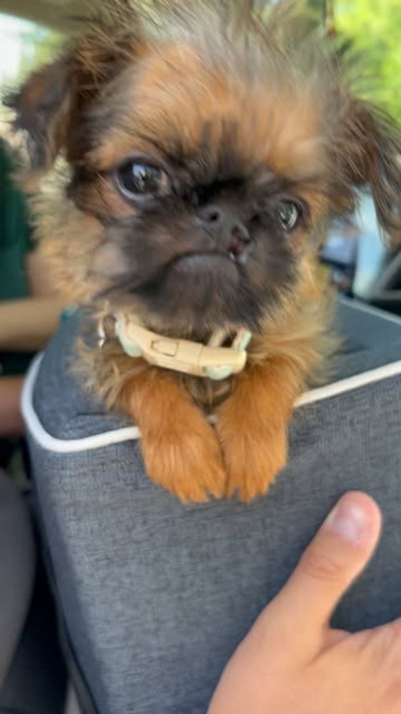 Brussels Griffon