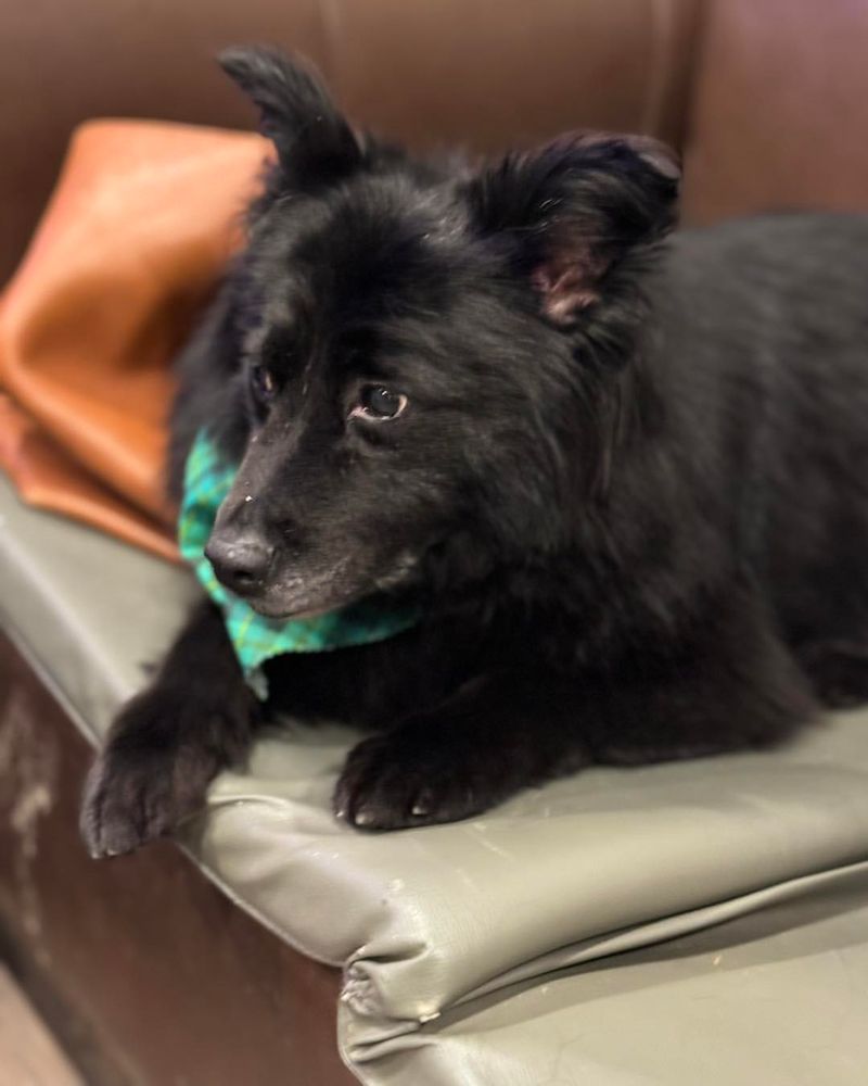 Schipperke