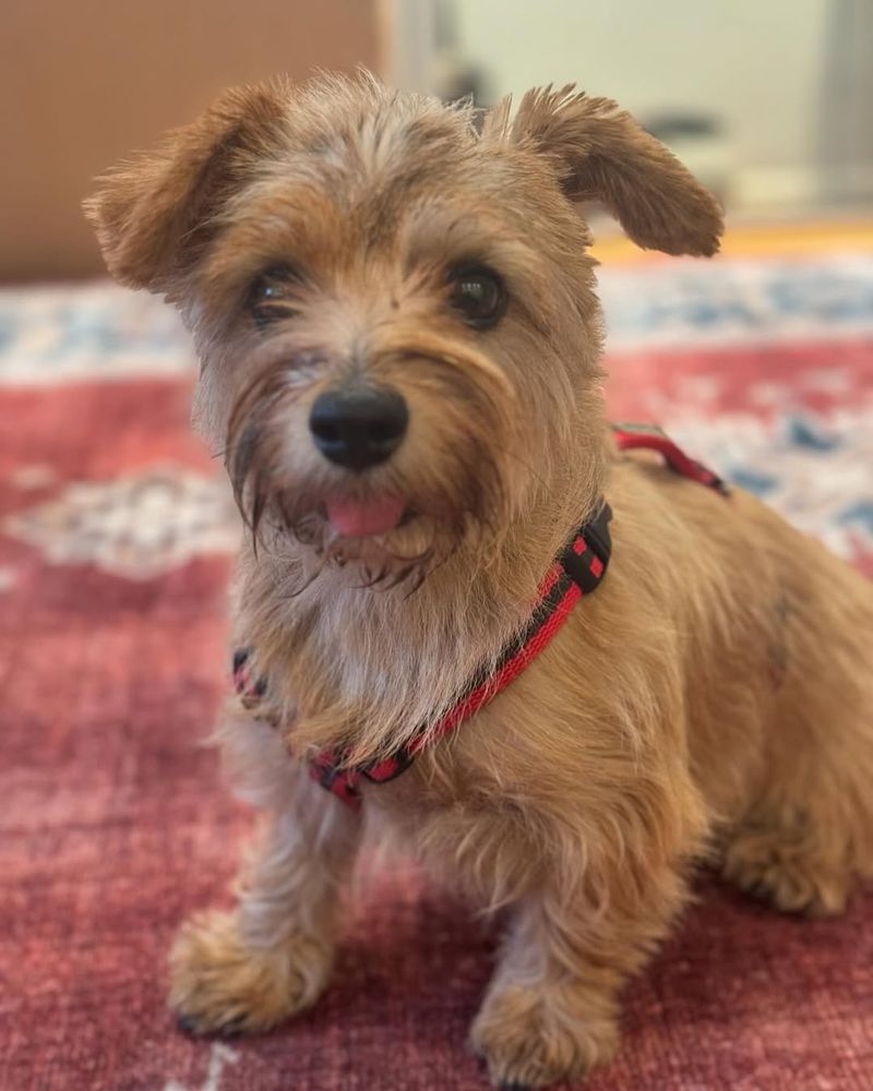 Norfolk Terrier
