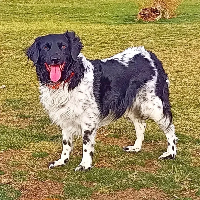 Stabyhoun