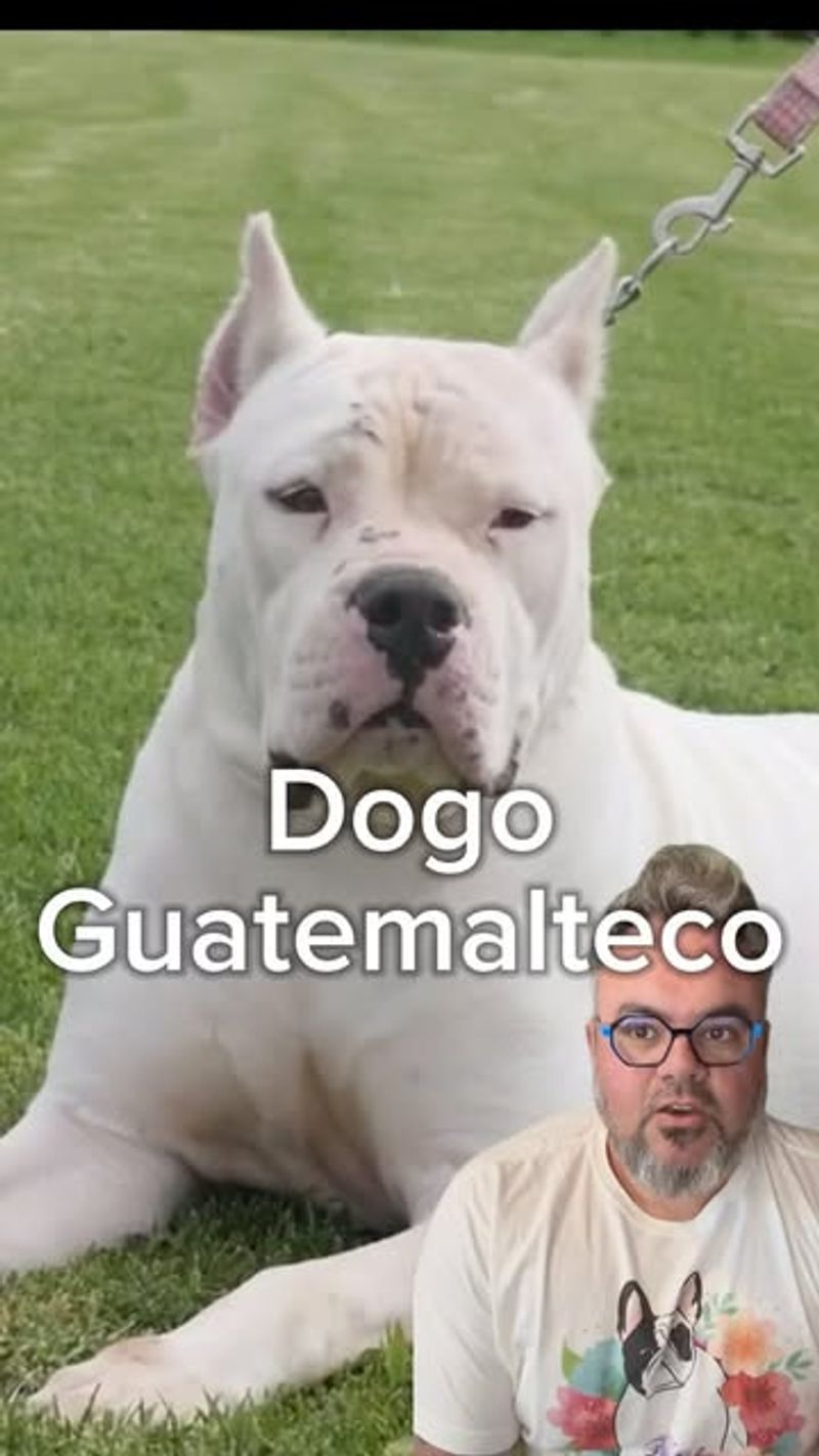 Dogo Guatemalteco