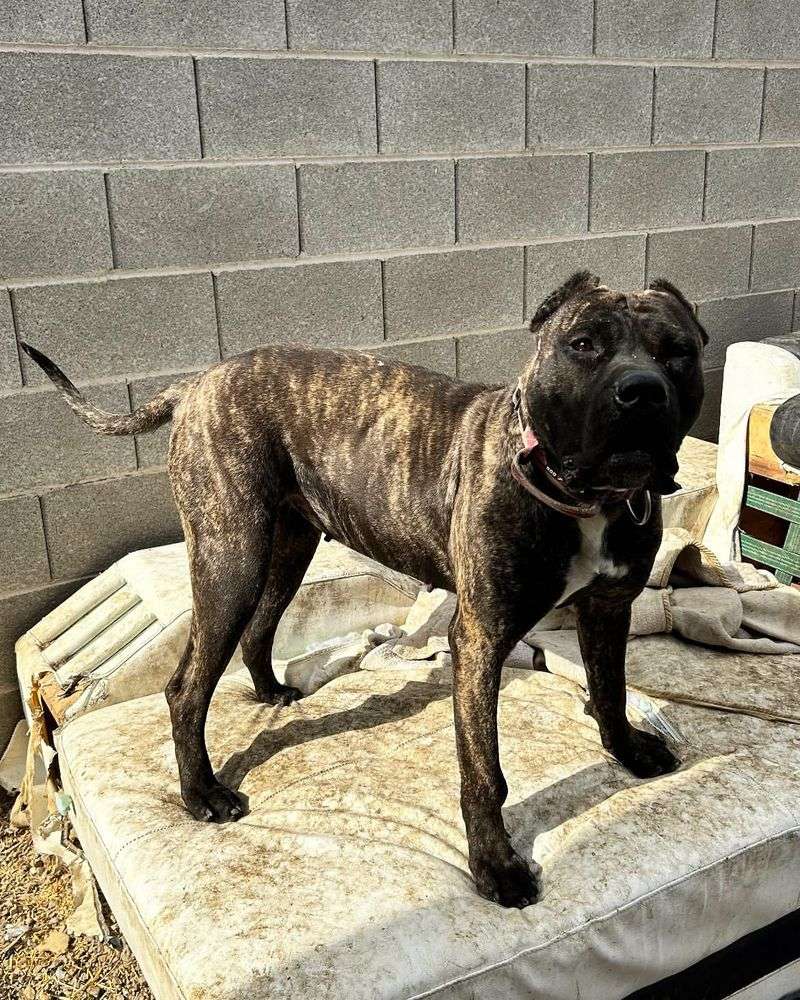 Perro de Presa Canario