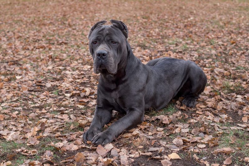 Cane Corso