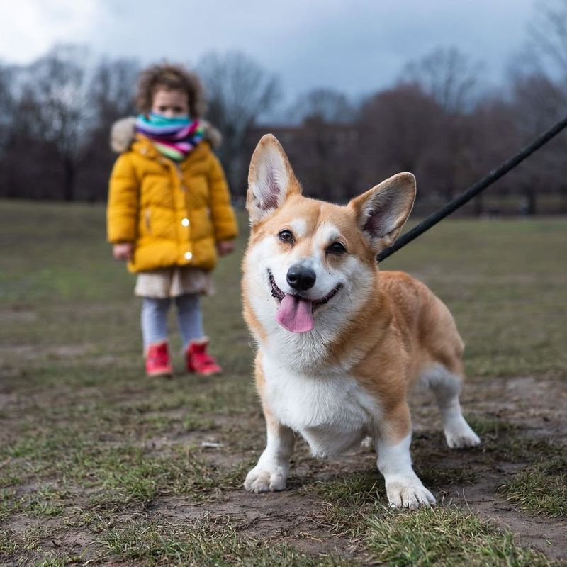 Pembroke Welsh Corgi