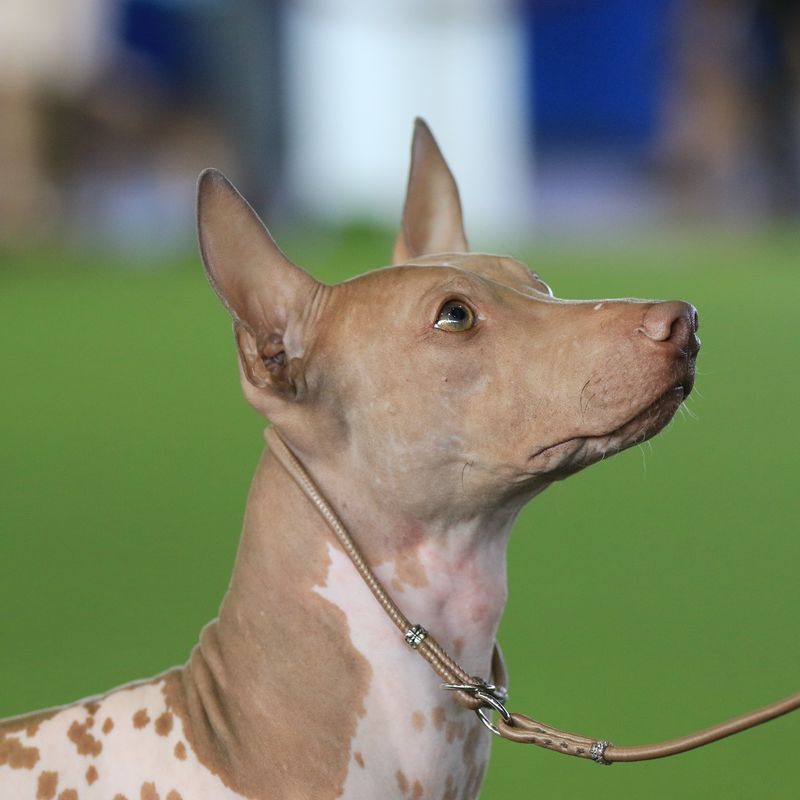 American Hairless Terrier