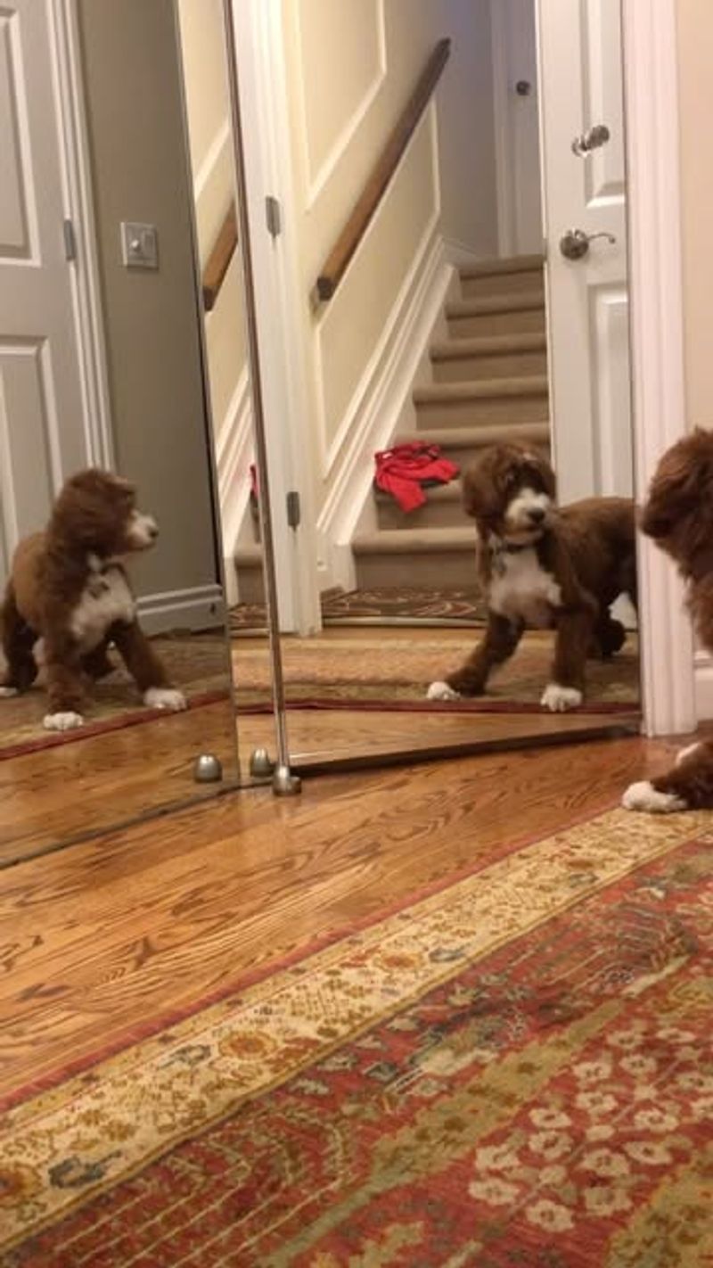 Fascination with Mirrors