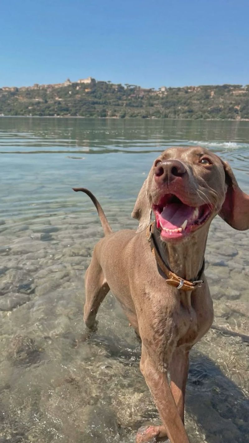 Weimaraner