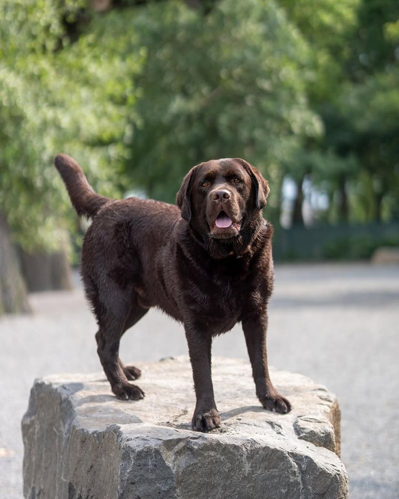 Labrador Retriever