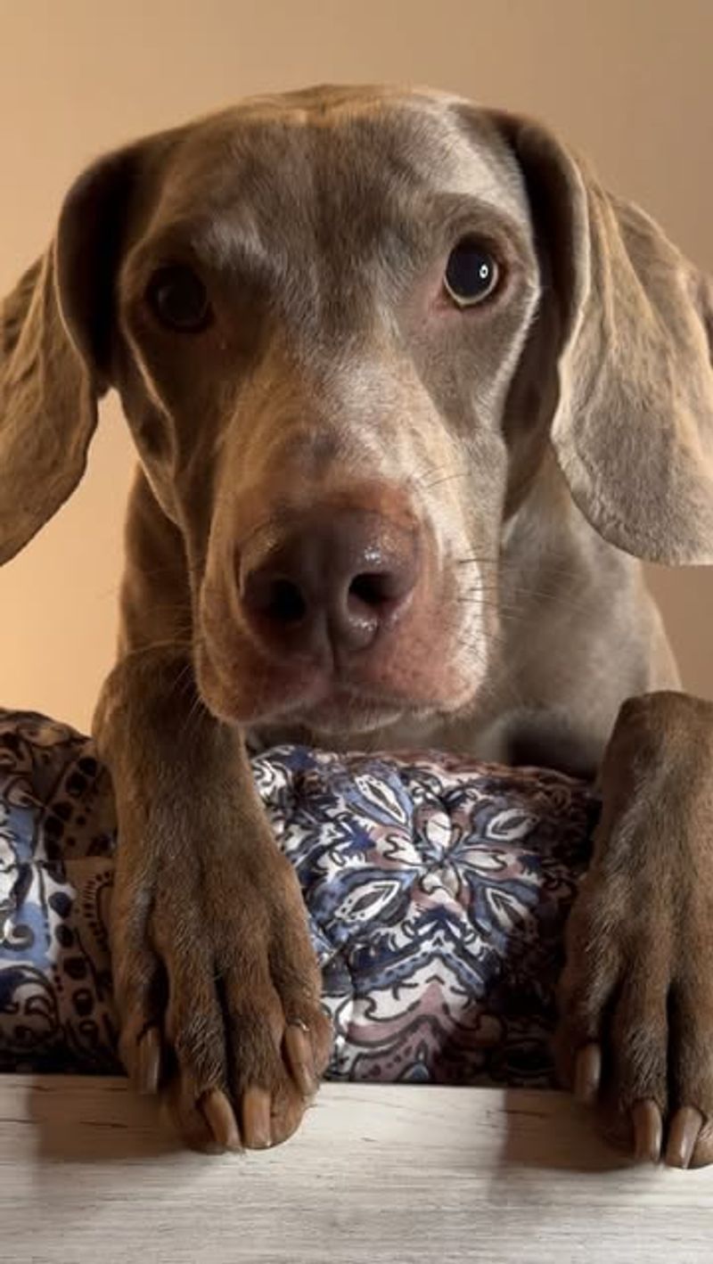 Weimaraner