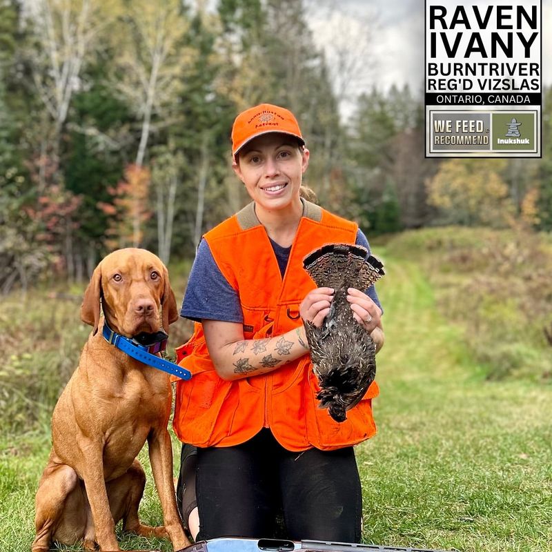 Vizsla
