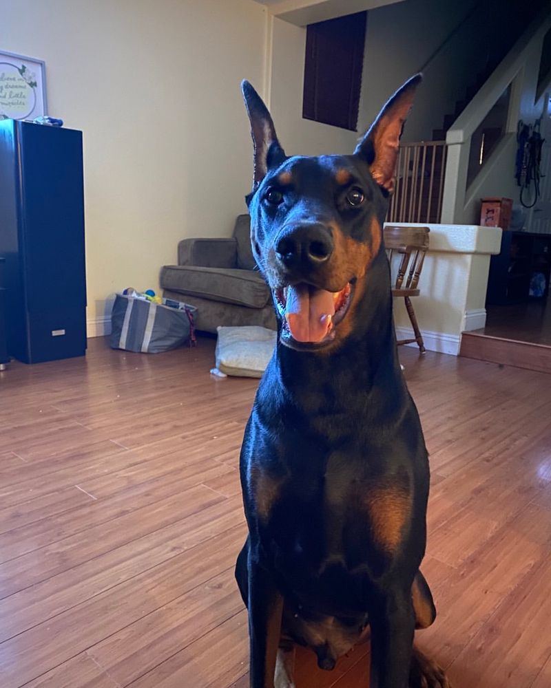 Doberman Pinscher