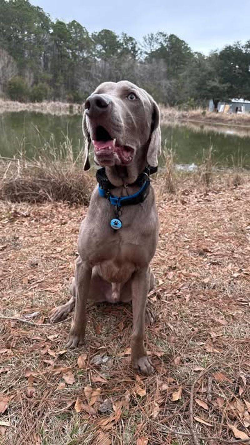 Weimaraner