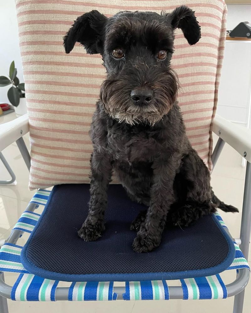 Miniature Schnauzer