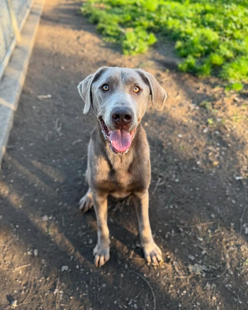 Weimaraner