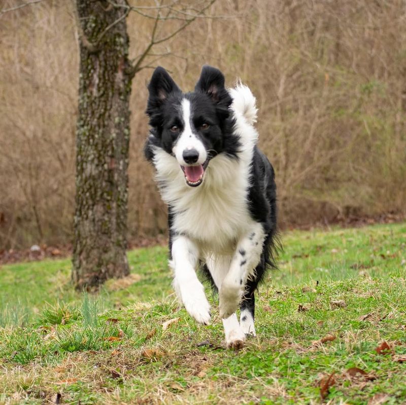 Border Collie