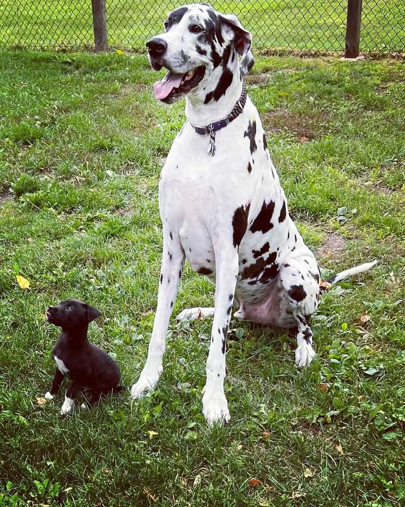 Dalmatian