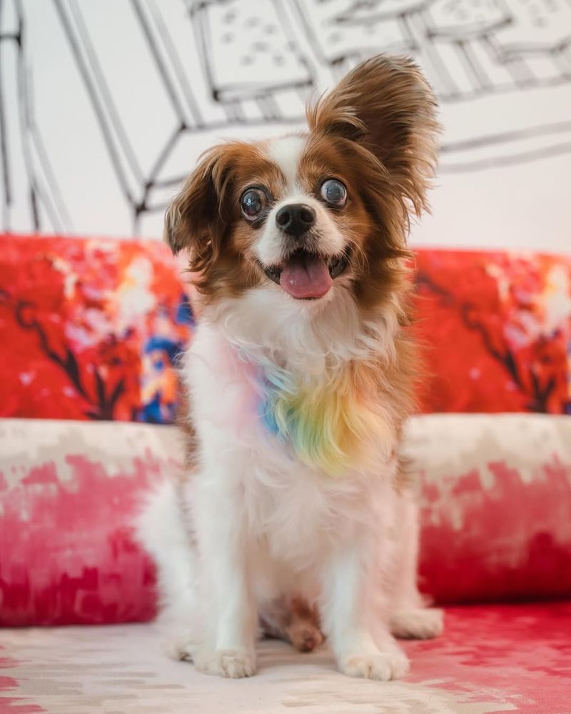 Papillon