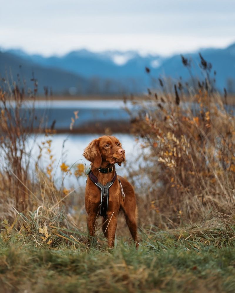 Vizsla