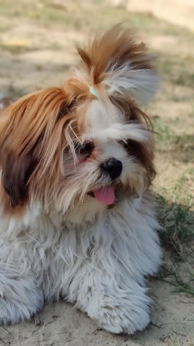 Shih Tzu