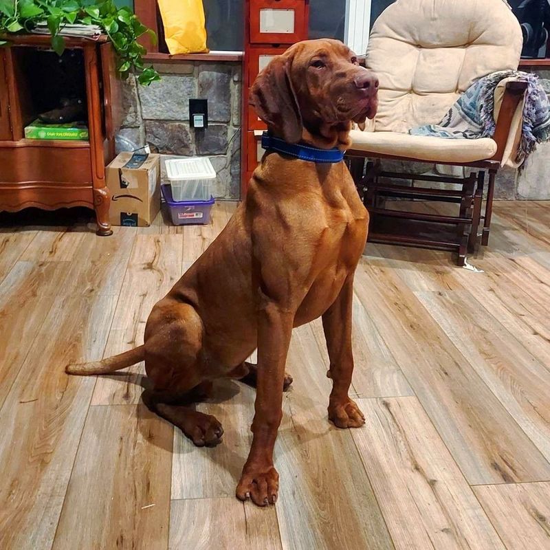 Vizsla