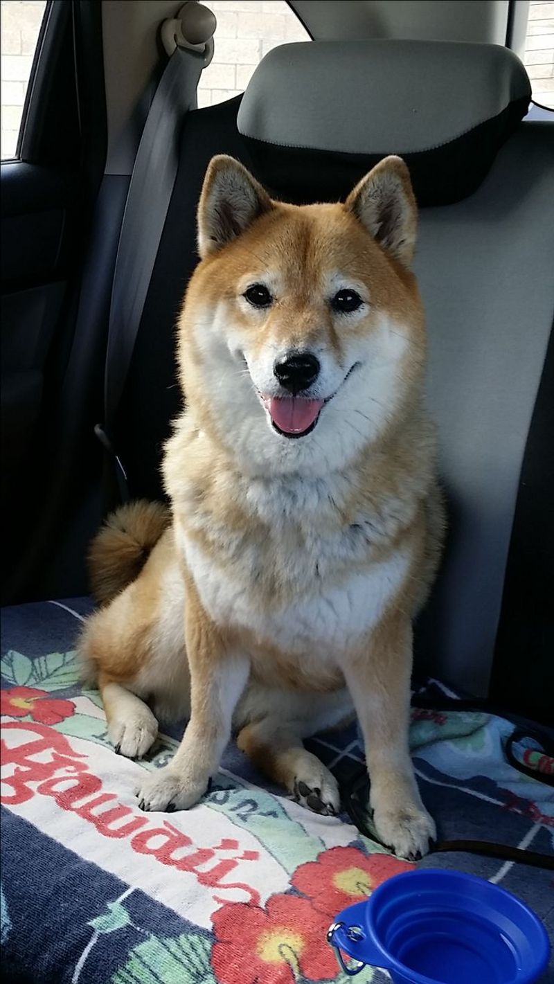 Shiba Inu