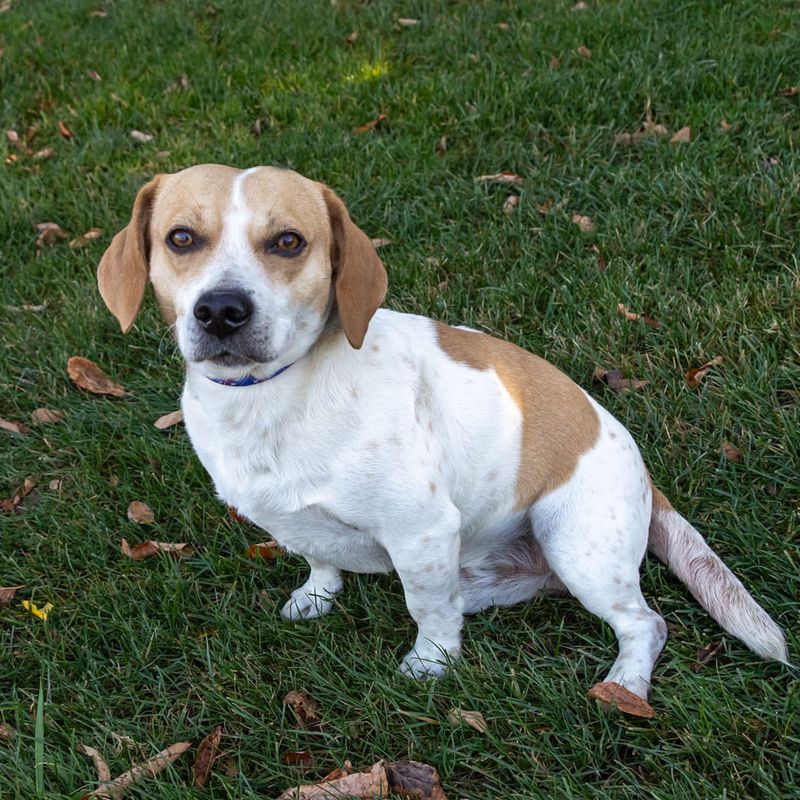 Beagle