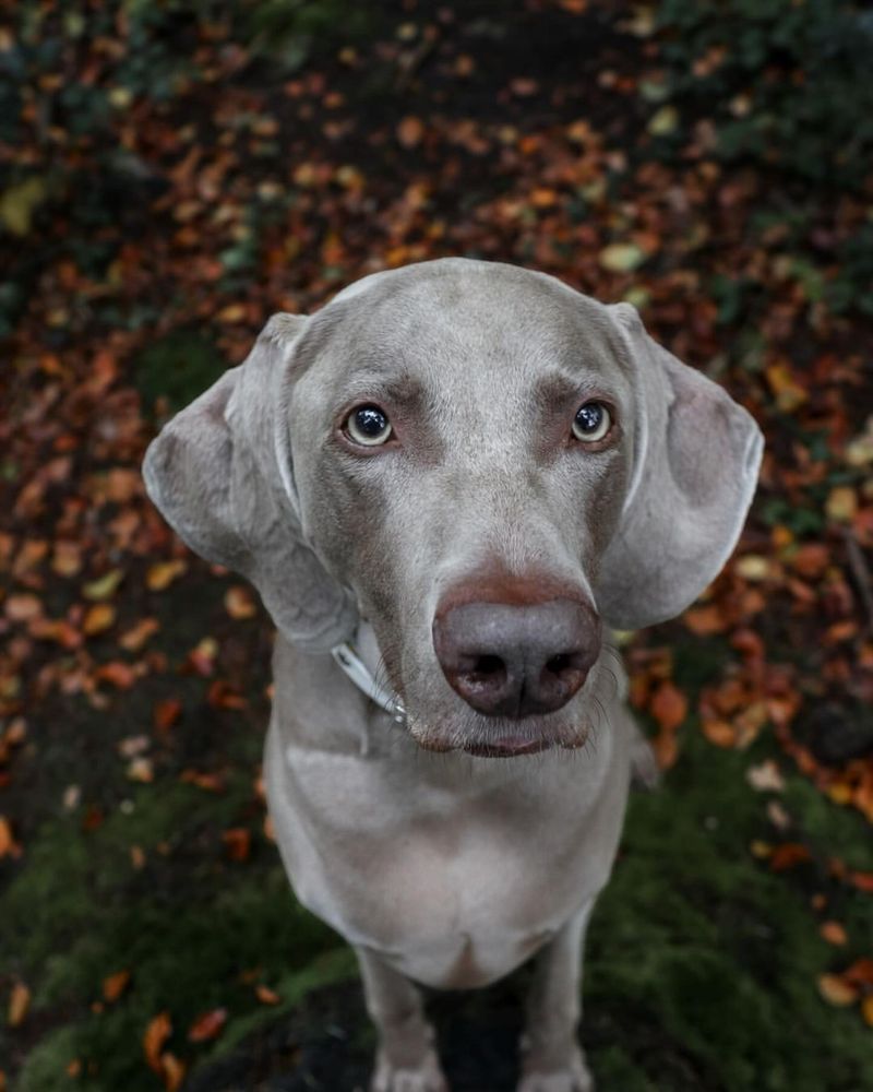 Weimaraner