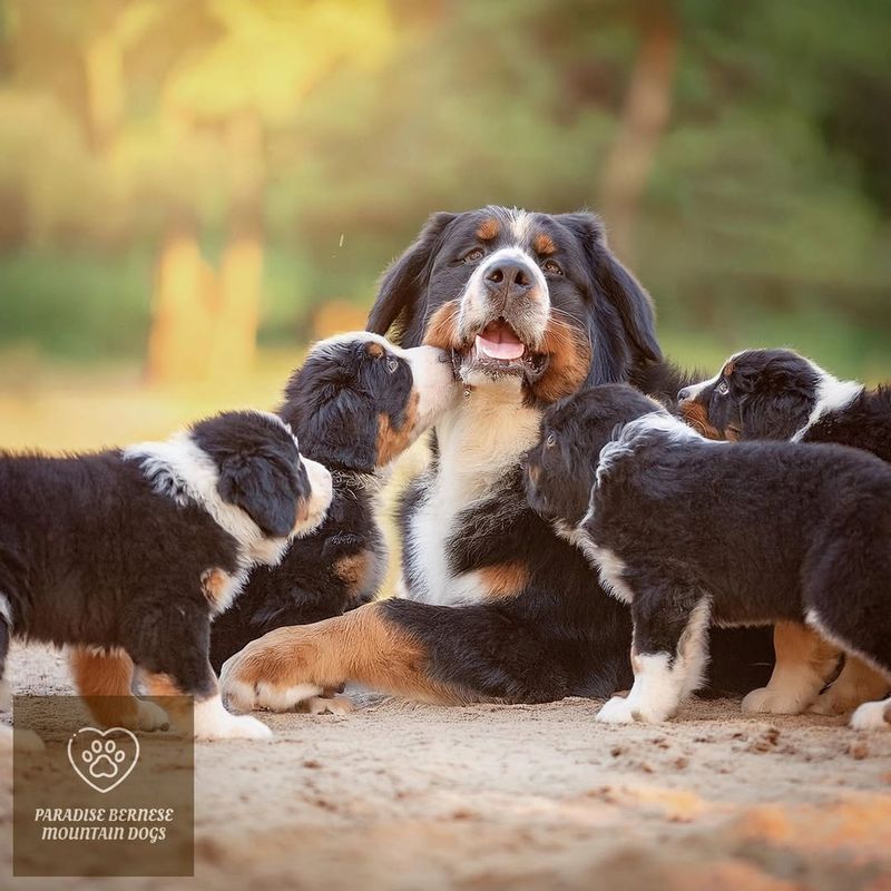 Bernese Mountain Dog