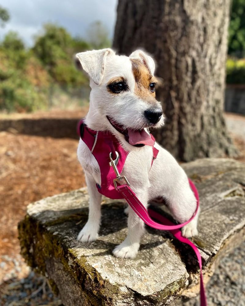 Jack Russell Terrier