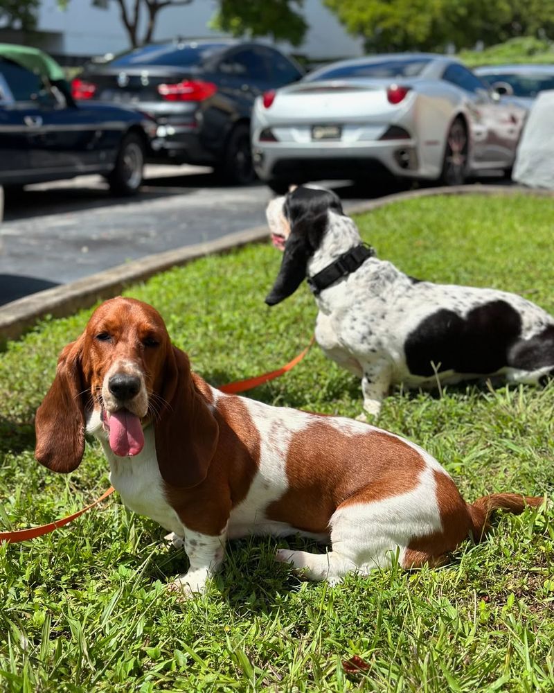 Basset Hound