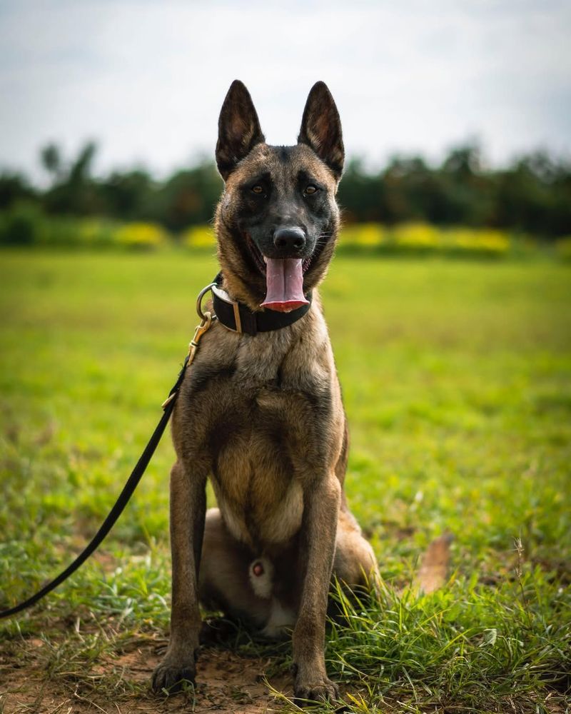 Belgian Malinois